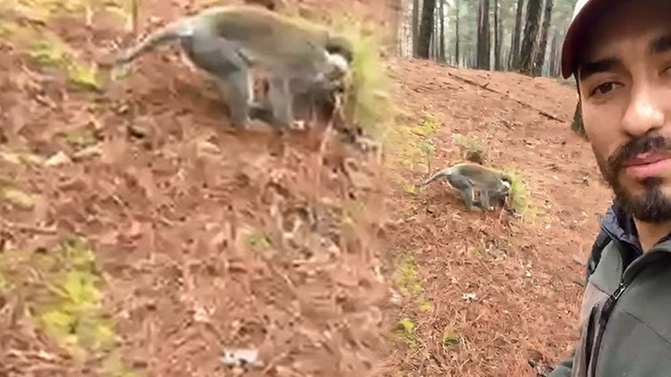 Türkiye’de Genellikle Hayvanat Bahçelerinde Olanlar