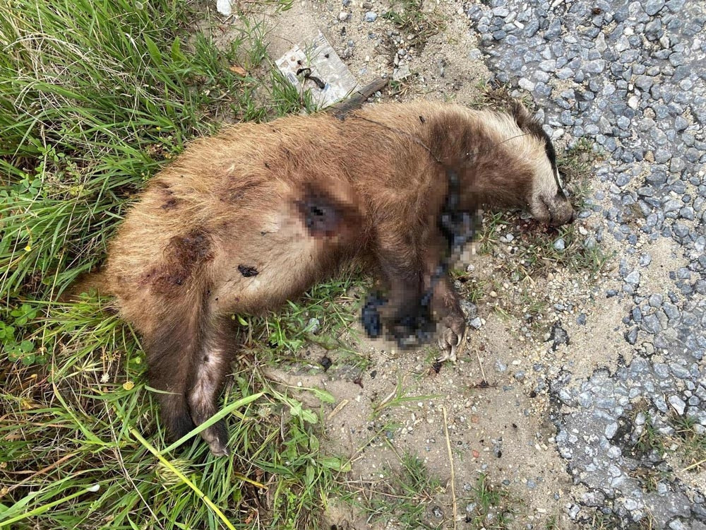 Aydın’da Avrupa porsuğu vurulmuş halde ölüyordu